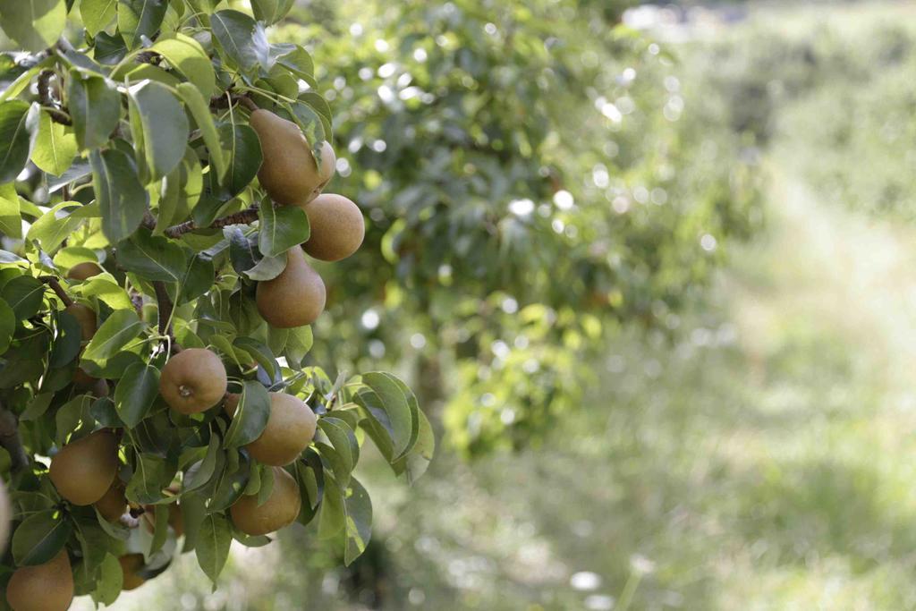 The Pear Orchard Lodge Ричмънт Екстериор снимка